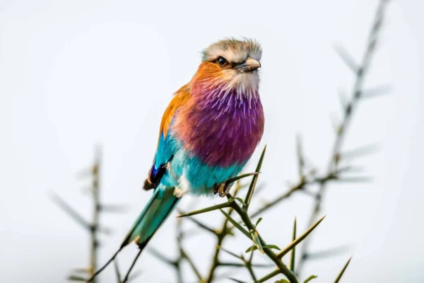 Rwanda Birding Safari Adventures