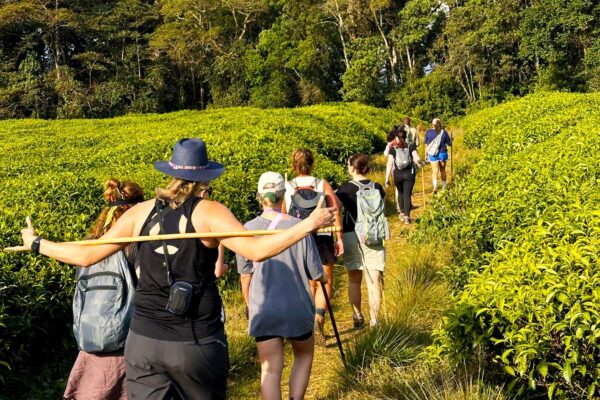 Rwanda Guided Safaris