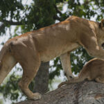 Queen Elizabeth National Park