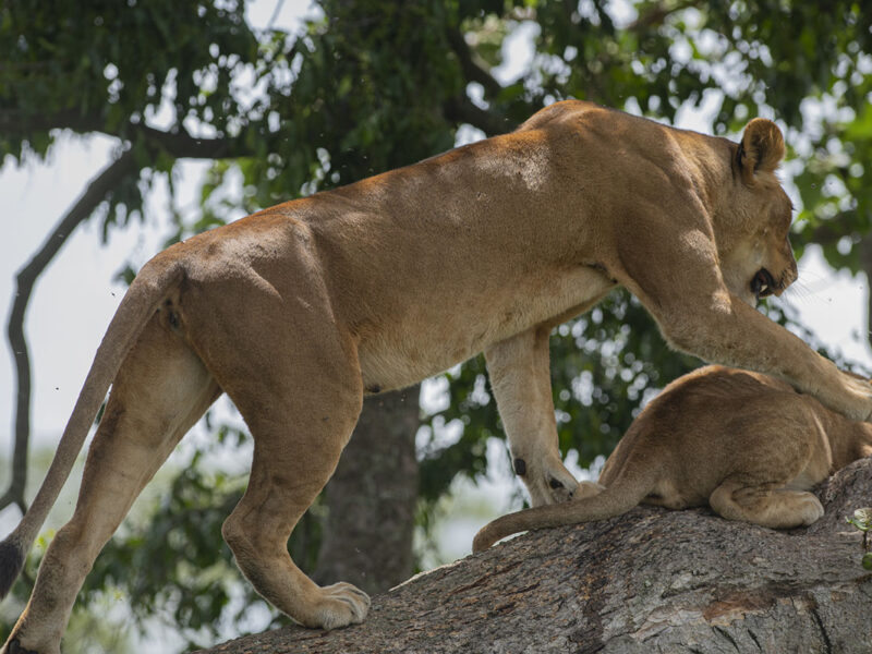 Queen Elizabeth National Park