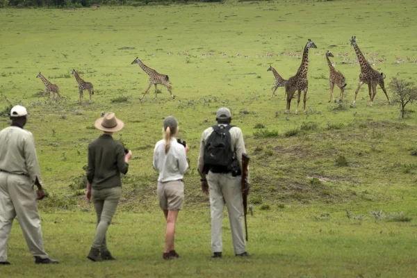 Walking Safari Experiences