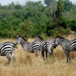 10 Days Uganda Safari Experience