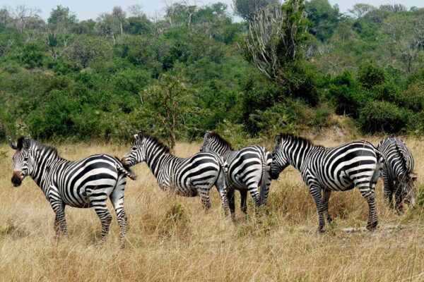 10 Days Uganda Safari Experience