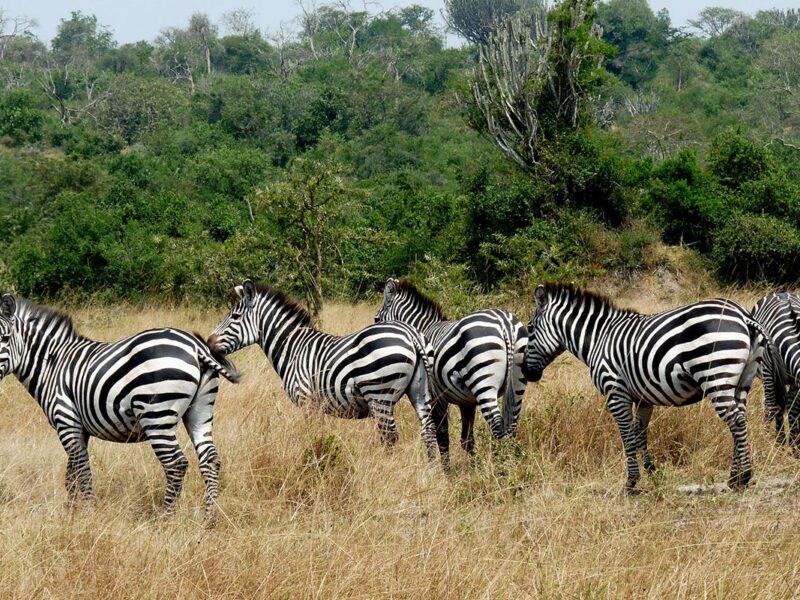 10 Days Uganda Safari Experience