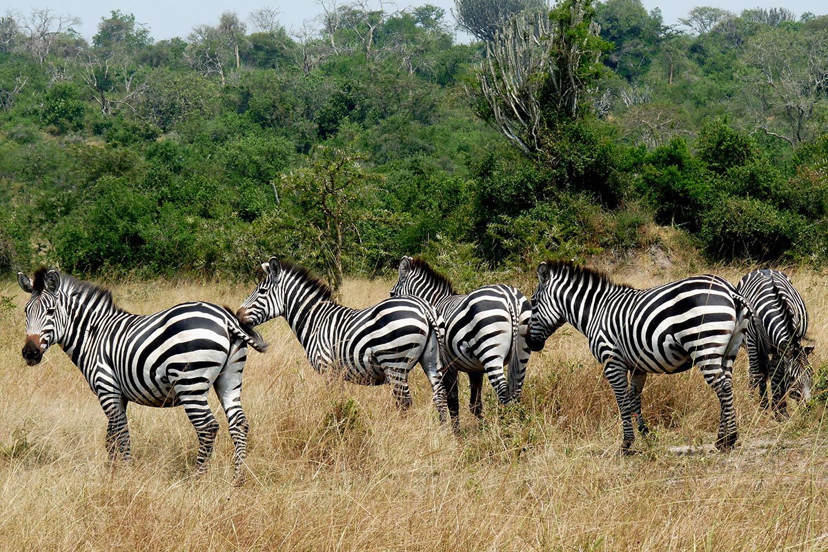 10 Days Uganda Safari Experience