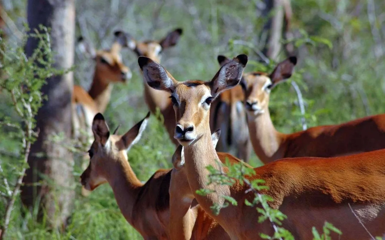 5 Days Uganda & Rwanda Safari