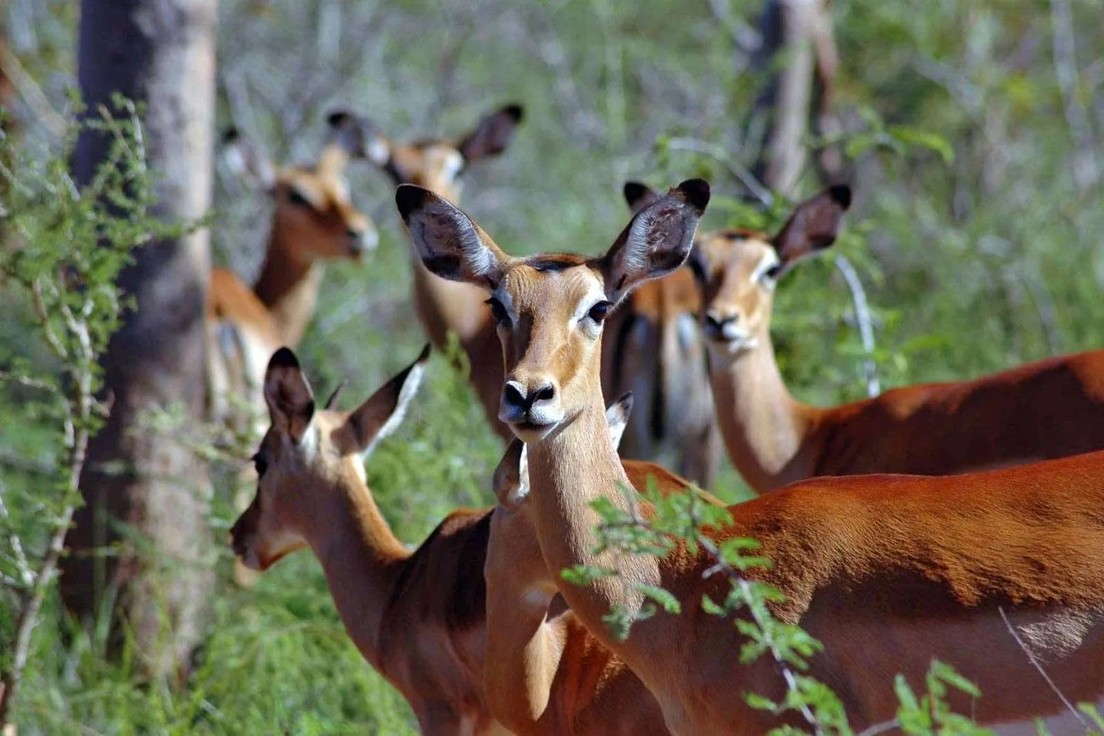 5 Days Uganda & Rwanda Safari