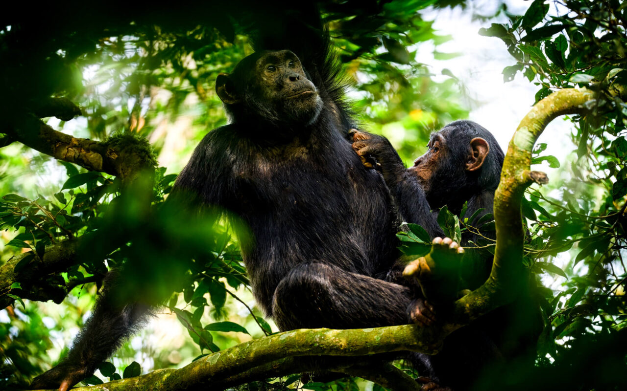 Mahale Mountains National Park