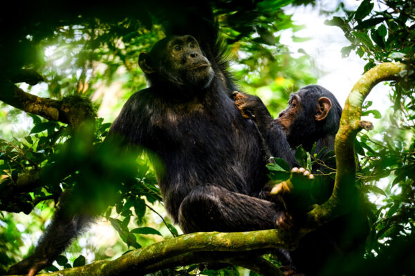 Mahale Mountains National Park