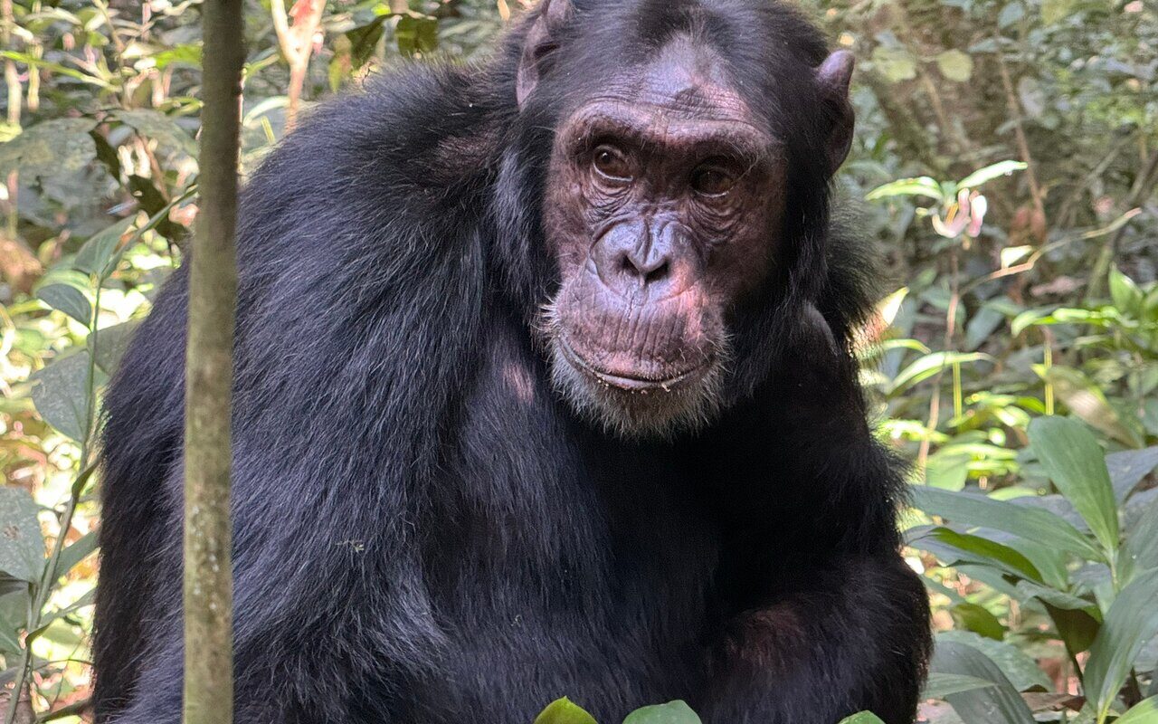 Uganda Chimps Safari Adventures