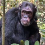 Uganda Chimps Safari Adventures