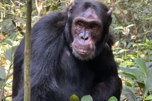 Uganda Chimps Safari Adventures