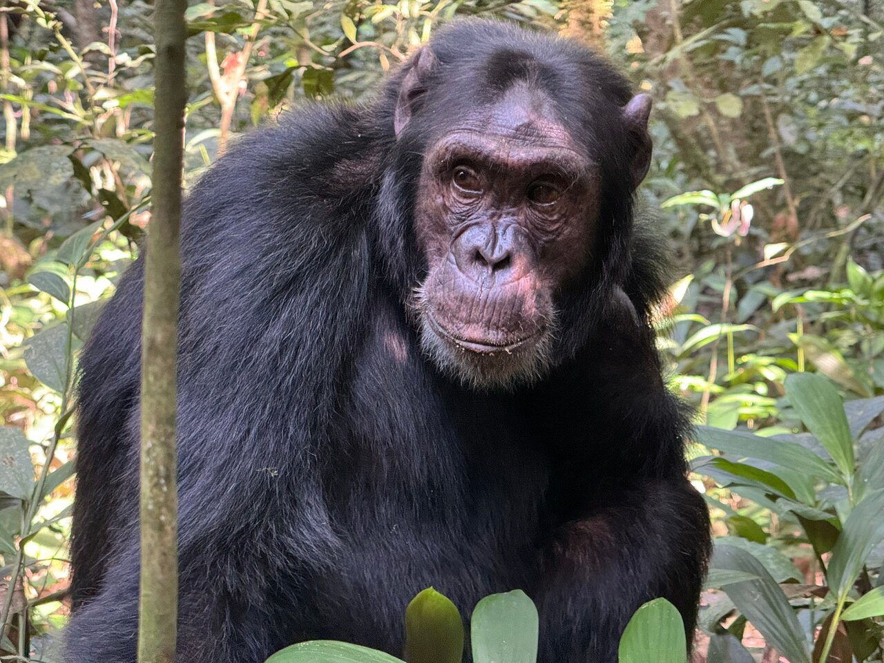 Uganda Chimps Safari Adventures