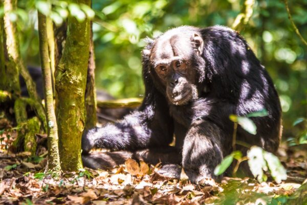6 Days Rwanda Wildlife and Chimpanzee Tracking Safari