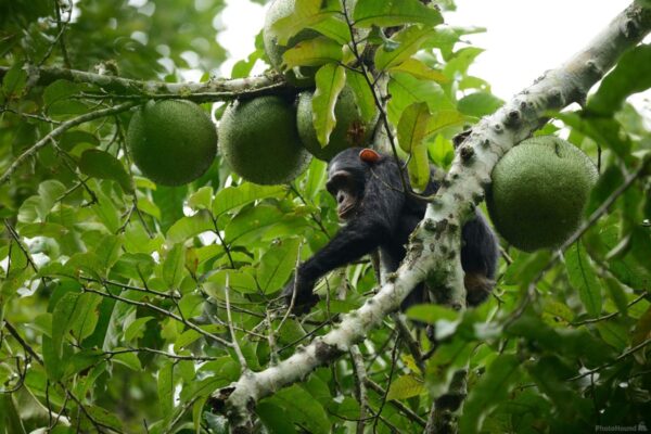 5 Days Uganda Chimpanzee and Gorilla Trekking Safari