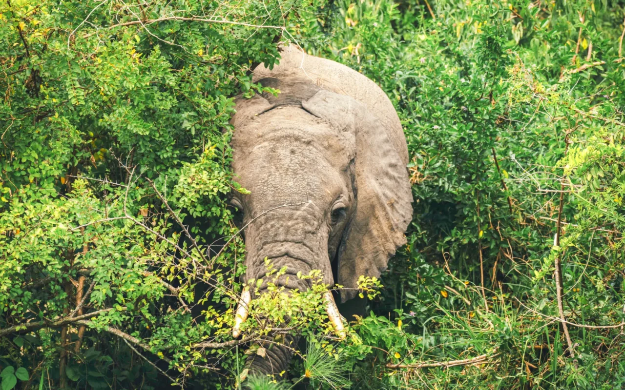 12 Days Rwanda Uganda Safari