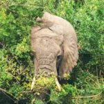 12 Days Rwanda Uganda Safari