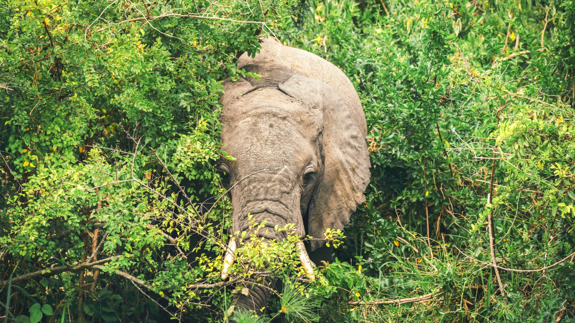 12 Days Rwanda Uganda Safari 