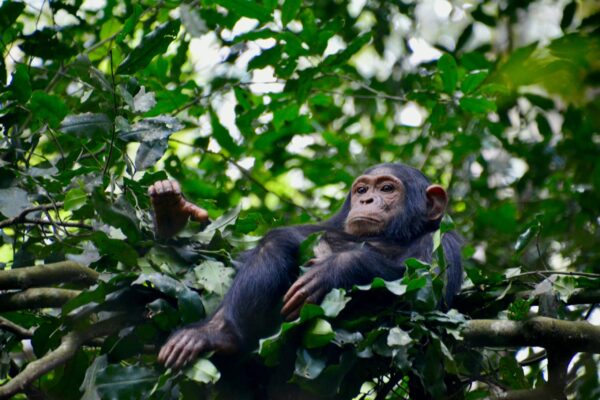 Chimpanzee Tracking Safari Experiences