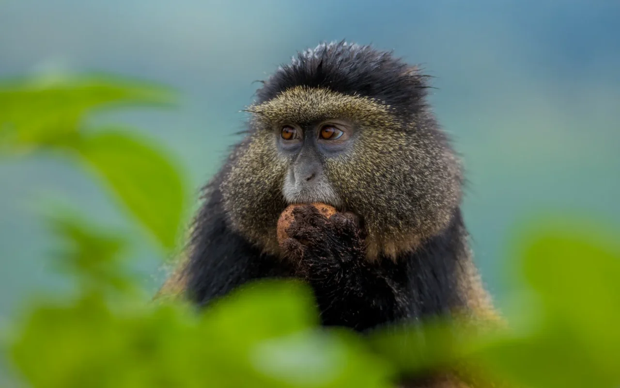 6 Days Rwanda Primates Safari