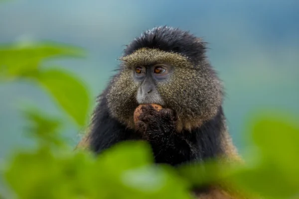 6 Days Rwanda Primates Safari