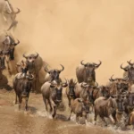 Serengeti National Park