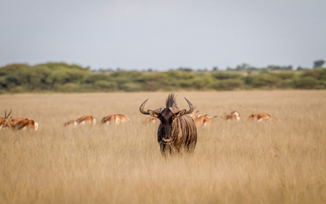 Kenya Wildlife Safari Adventures