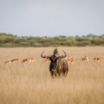 Kenya Wildlife Safari Adventures