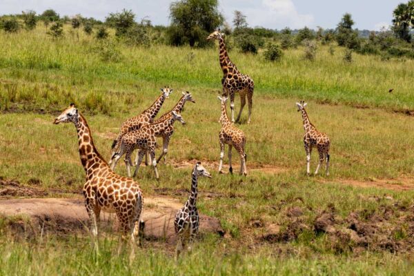 kidepo-valley-national-park