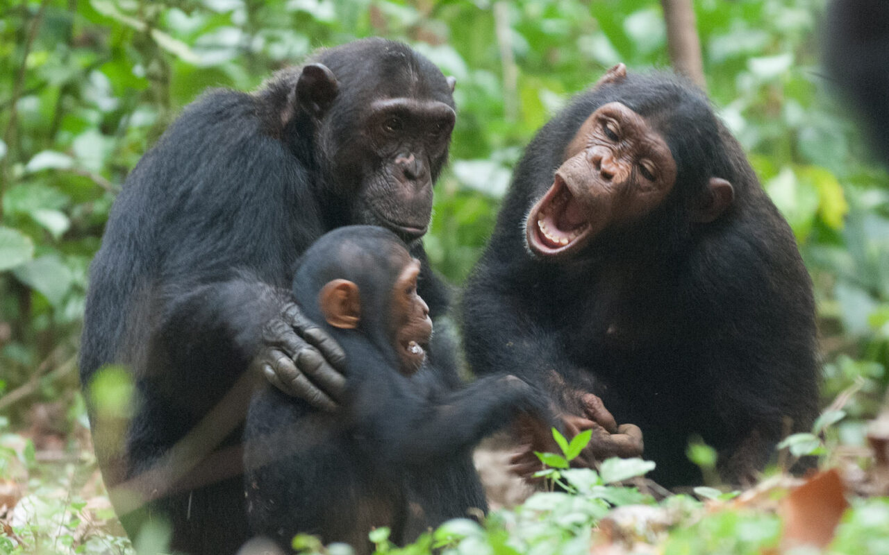 5 Days Uganda & Rwanda Safari