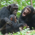 5 Days Uganda & Rwanda Safari