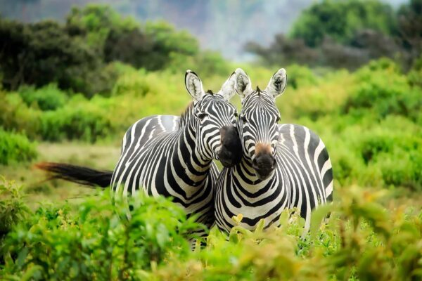 Tanzania Wildlife Safari Adventures
