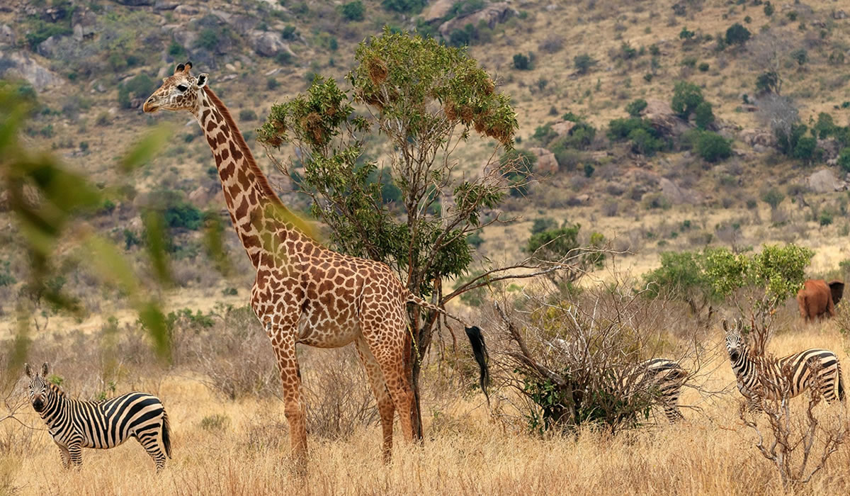 Tsavo National Parks