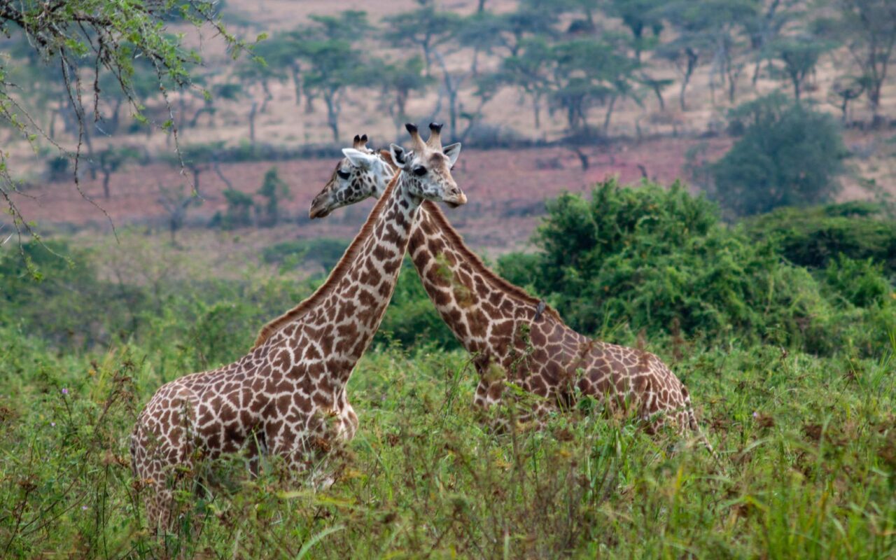 -Wildlife Safari Experiences