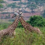 -Wildlife Safari Experiences