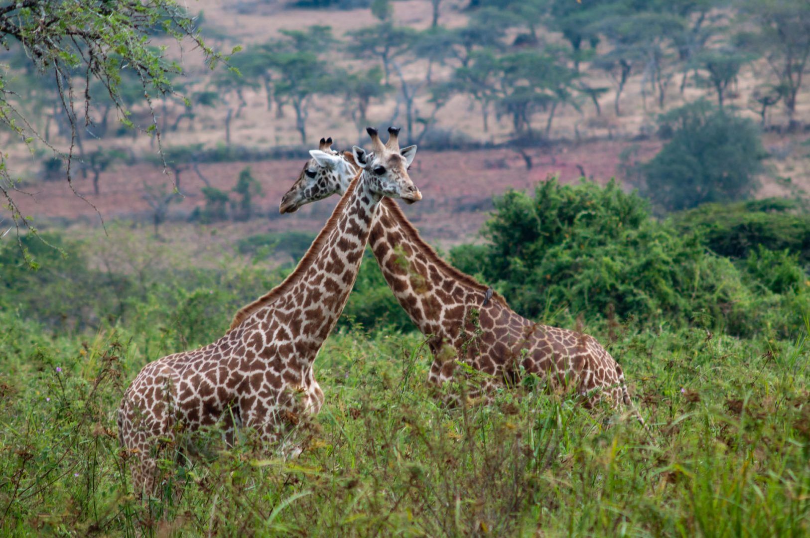 Akagera National Park