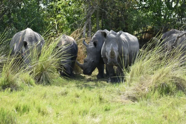 ziwa-rhino-sanctuary