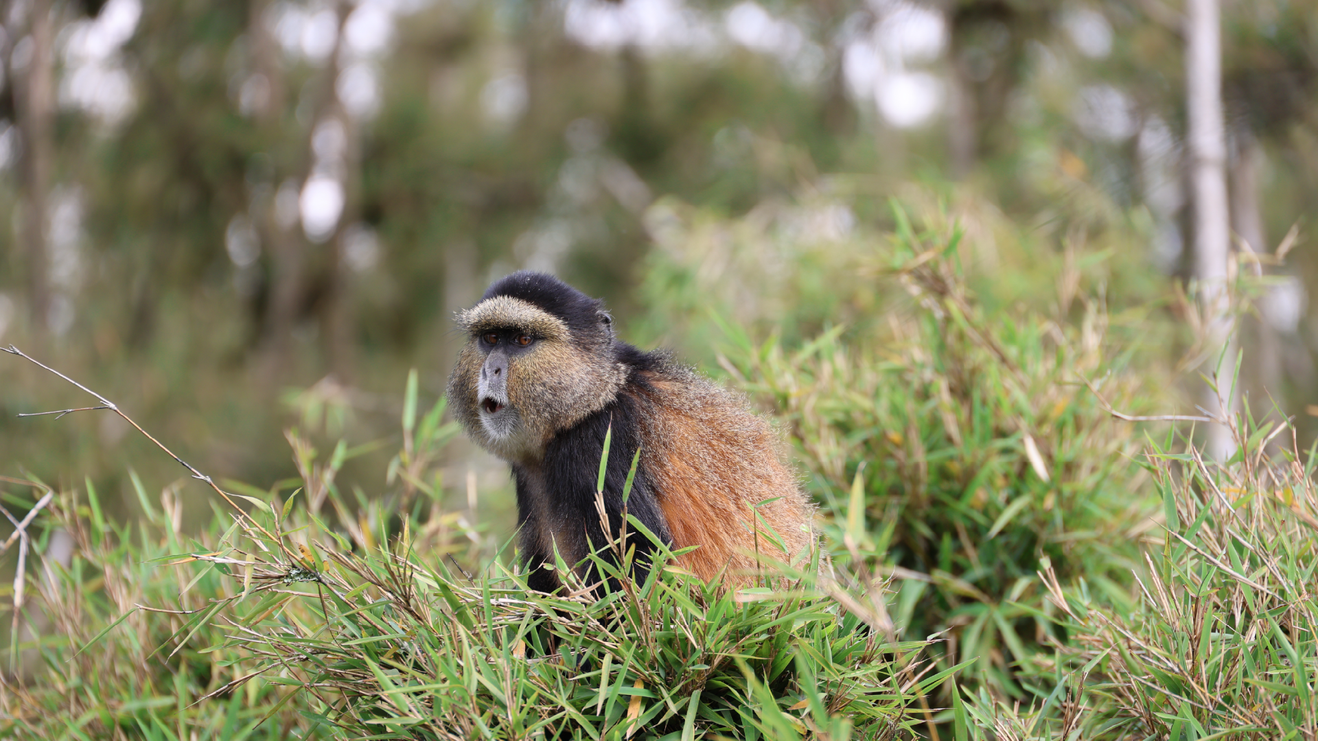 Do I Need Hiking Boots While Tracking of Golden Monkeys?