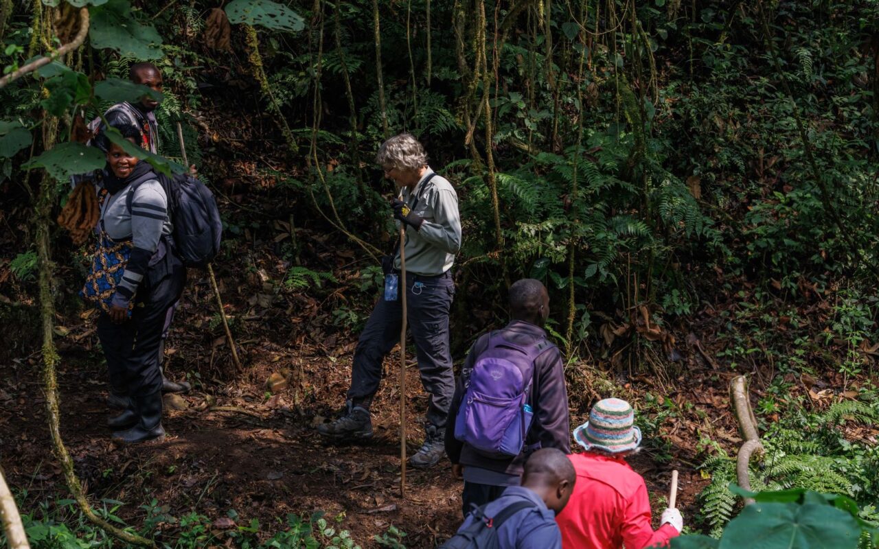 Night Forest Walk in Bwindi Impenetrable Forest