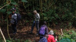 Night Forest Walk in Bwindi Impenetrable Forest