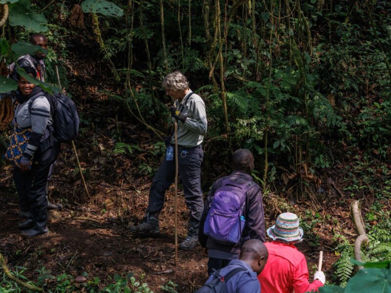 Night Forest Walk in Bwindi Impenetrable Forest